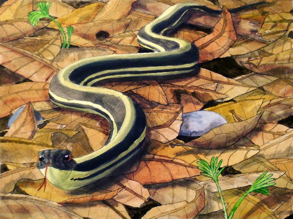 Garter snake